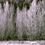 Arbola txuriak (White trees)