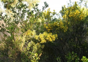 Sastrakak horian (Yellow bushes)