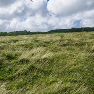 Dartmoor3