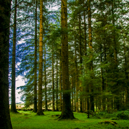 Dartmoor6
