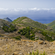 Bosa