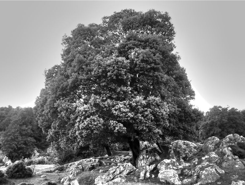 LaudioSantaLucia2_tonemapped