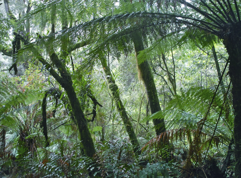 Ohiana