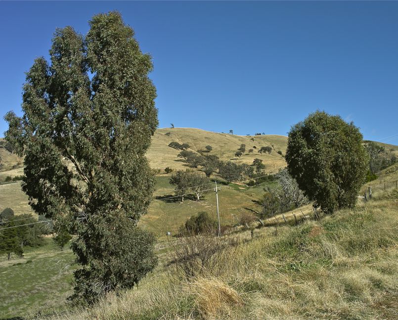 SnowyMountains