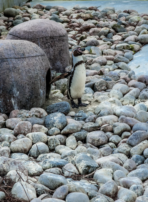 CopenhagenZoo14