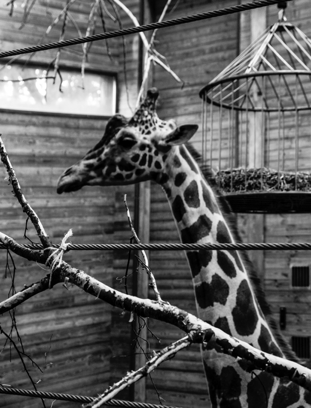 CopenhagenZoo17