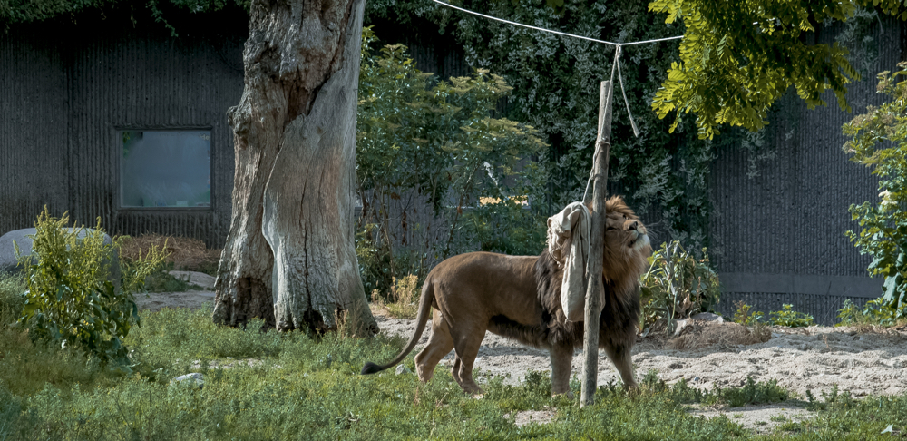 CopenhagenZoo22