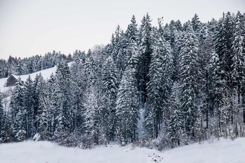 Toggenburg_Urteberri2015_3