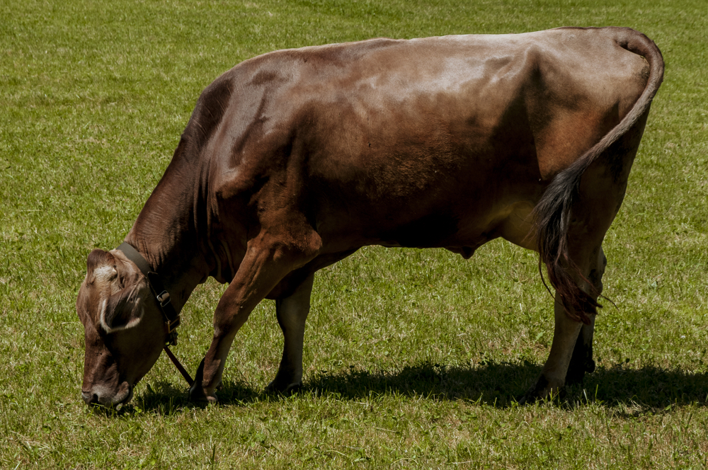 StGallen_uda2015_2