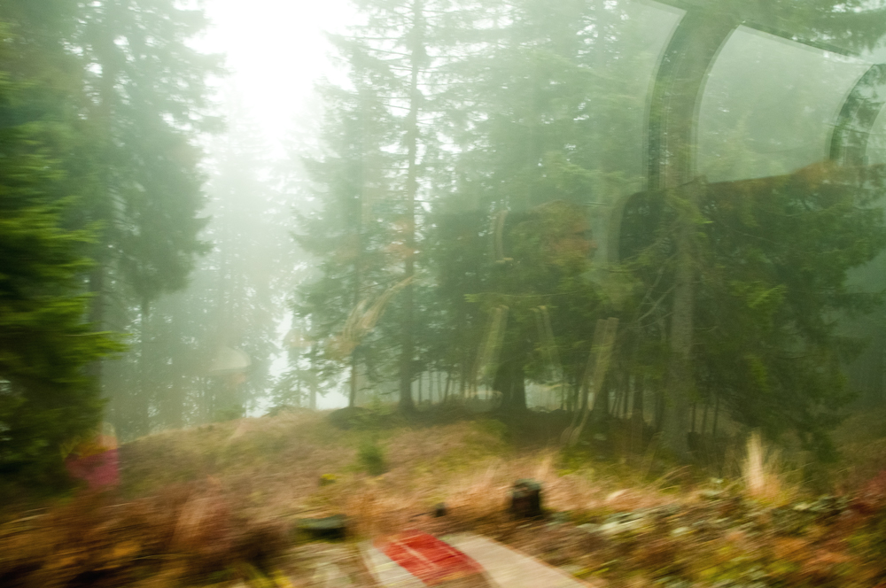 Pinudi bat zeharkatzen (Crossing a pine forest)