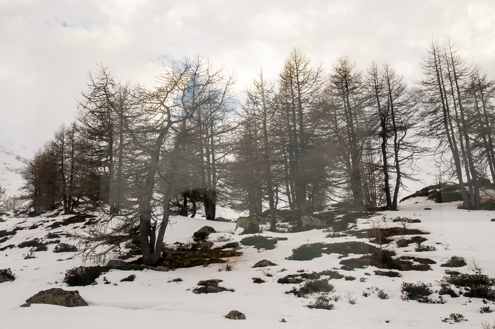 Baso elurtua (Snowy forest)