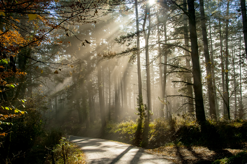 Zuhaitzek iragazitako eguzki errainuak (Sun light filtered by the trees)