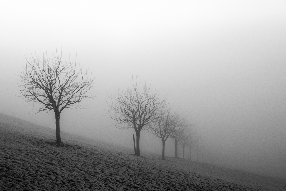 Zuhaitz ilada lanbroan galtzen (Tree row fading away in the fog)